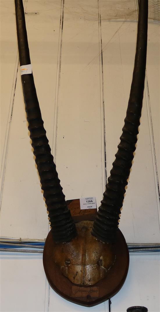 Gazelle horns trophy